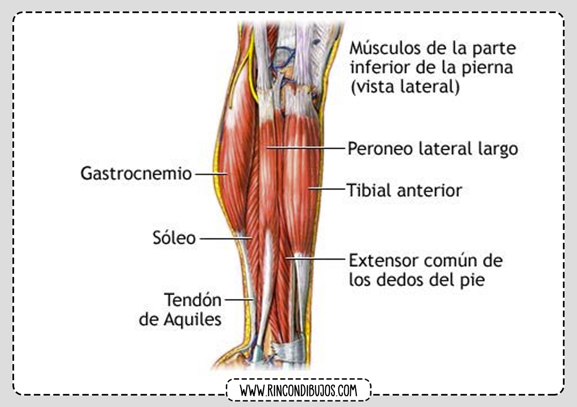 Pierna Musculos