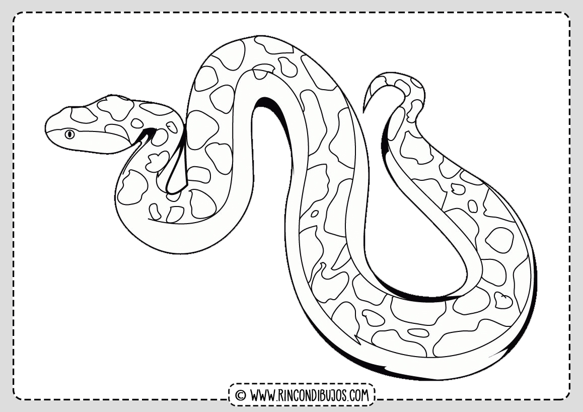 Serpiente Boa Dibujo
