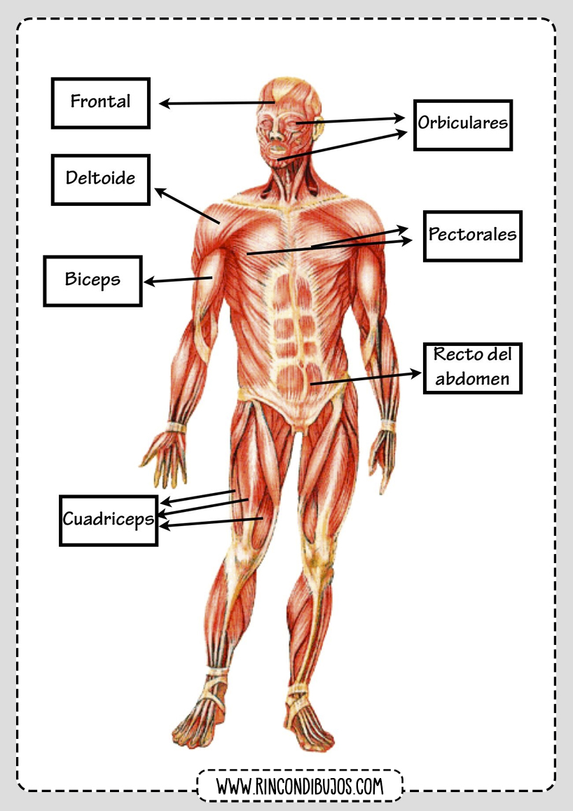 Sistema Muscular Cuerpo Humano