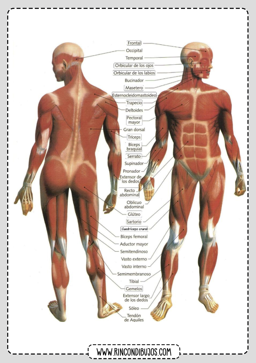 Sistema Muscular Humano