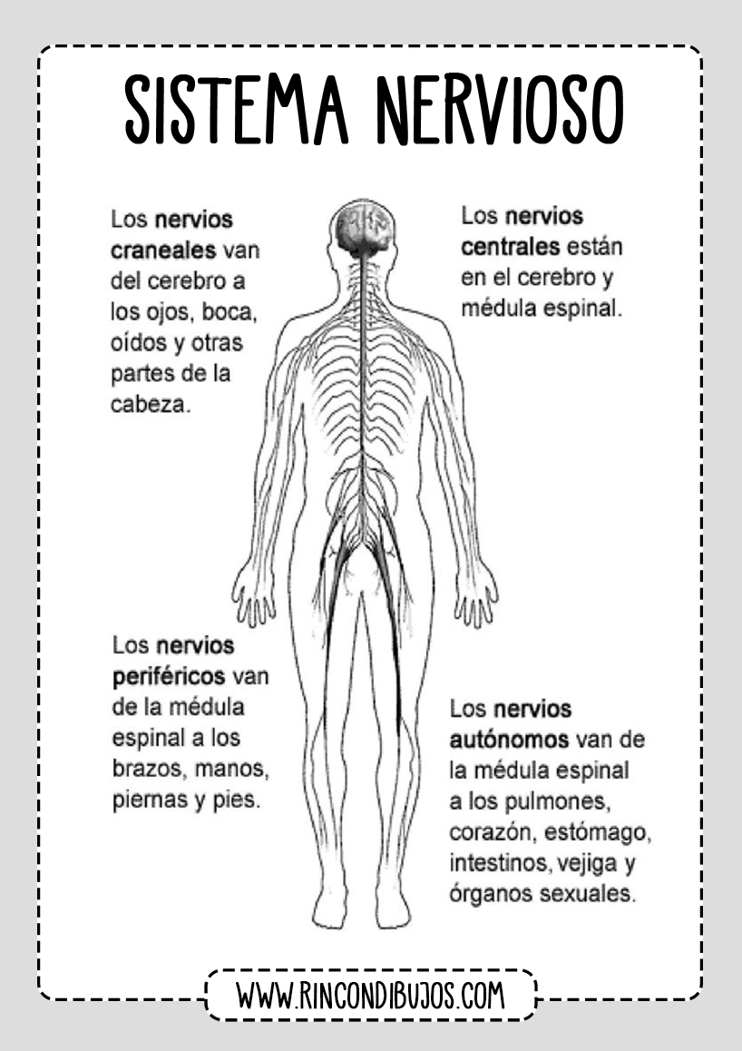 Sistema Nervioso Nervios Partes