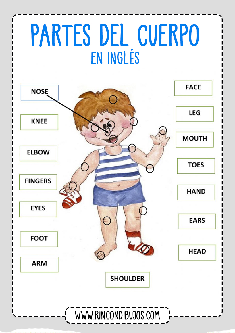 Unir con flechas Partes del Cuerpo Ingles