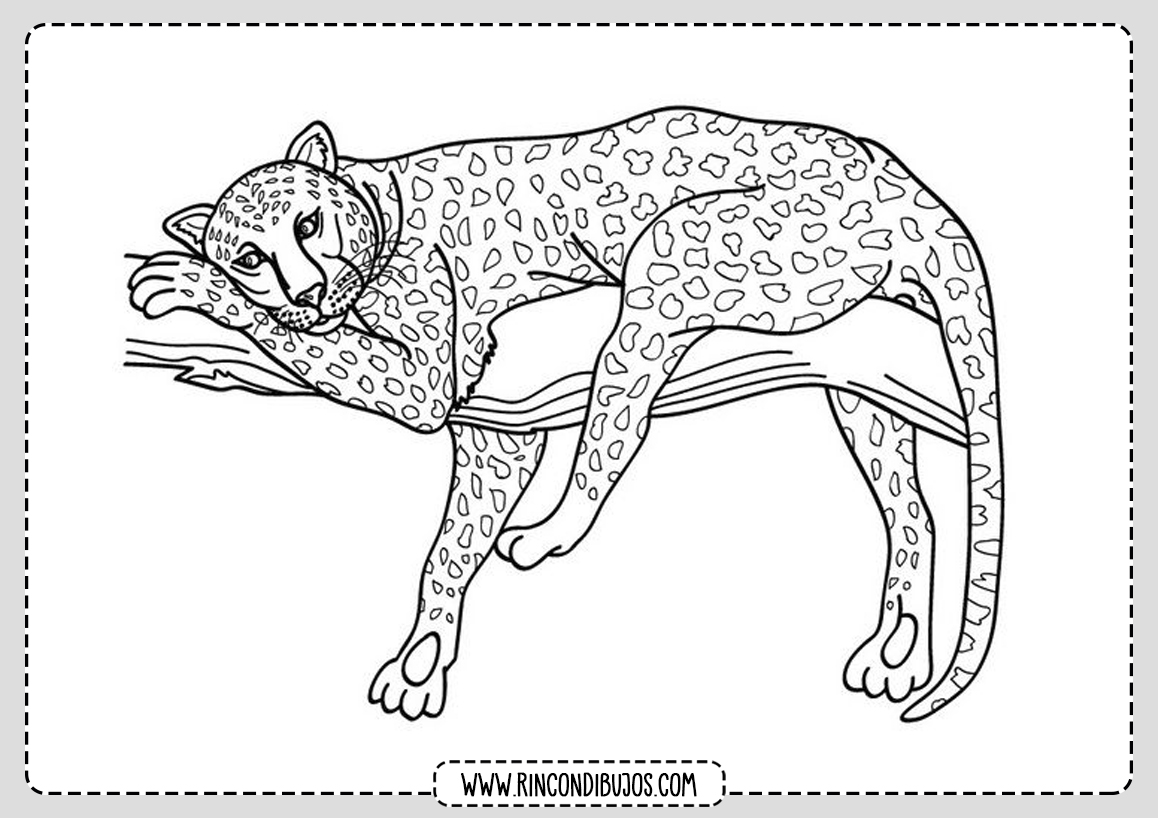 Colorear Leopardo Dibujo