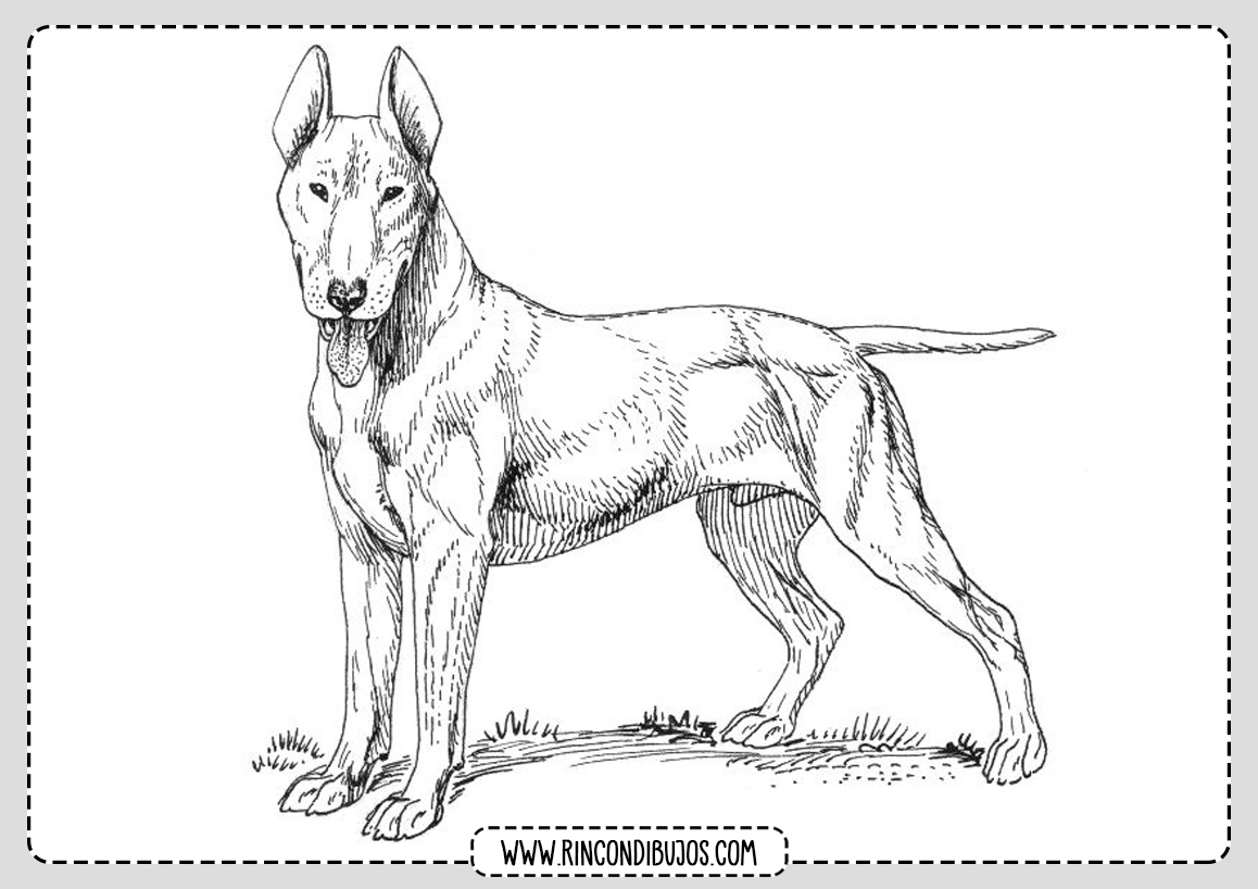 Dibujo Colorear Perro