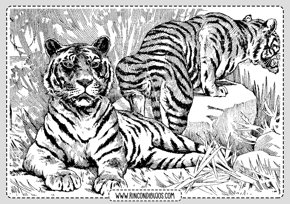 Dibujo Tigres para colorear