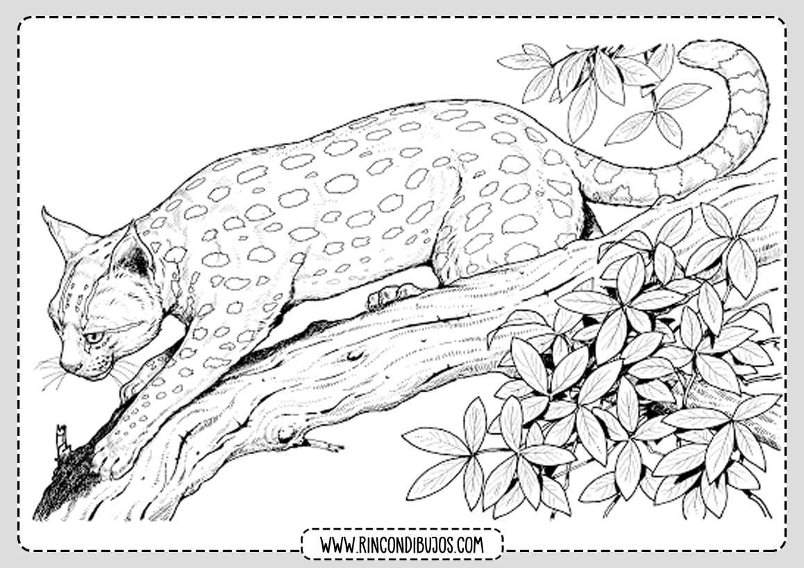 Dibujo de Leopardo Salvaje para colorear