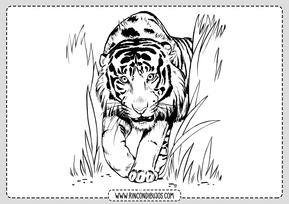 Dibujo de Tigre Salvaje para colorear
