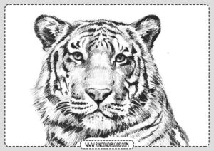Dibujo de Tigre para colorear