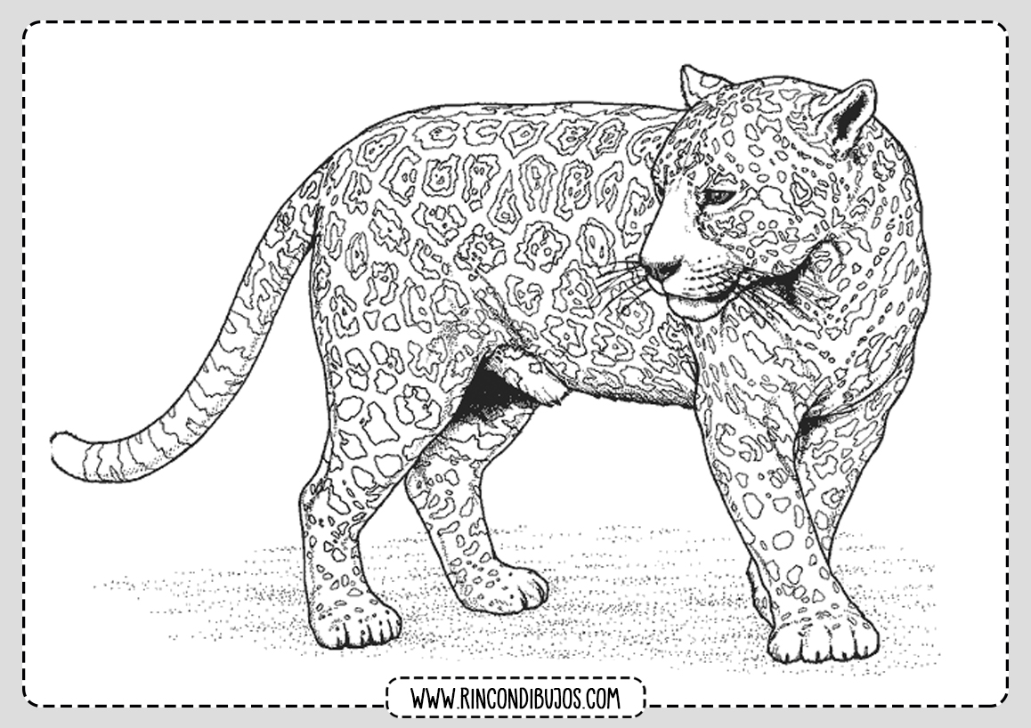 Dibujos de Leopardos para Pintar