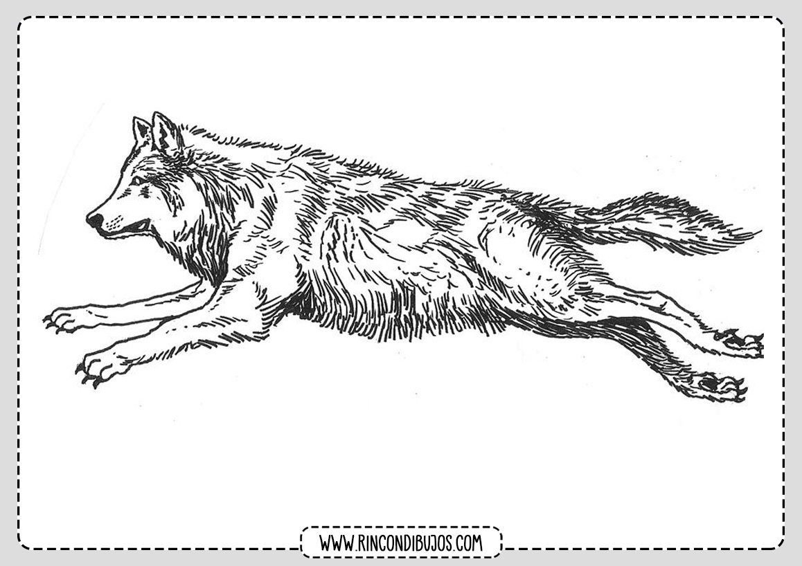 Dibujos de Lobos Naturaleza