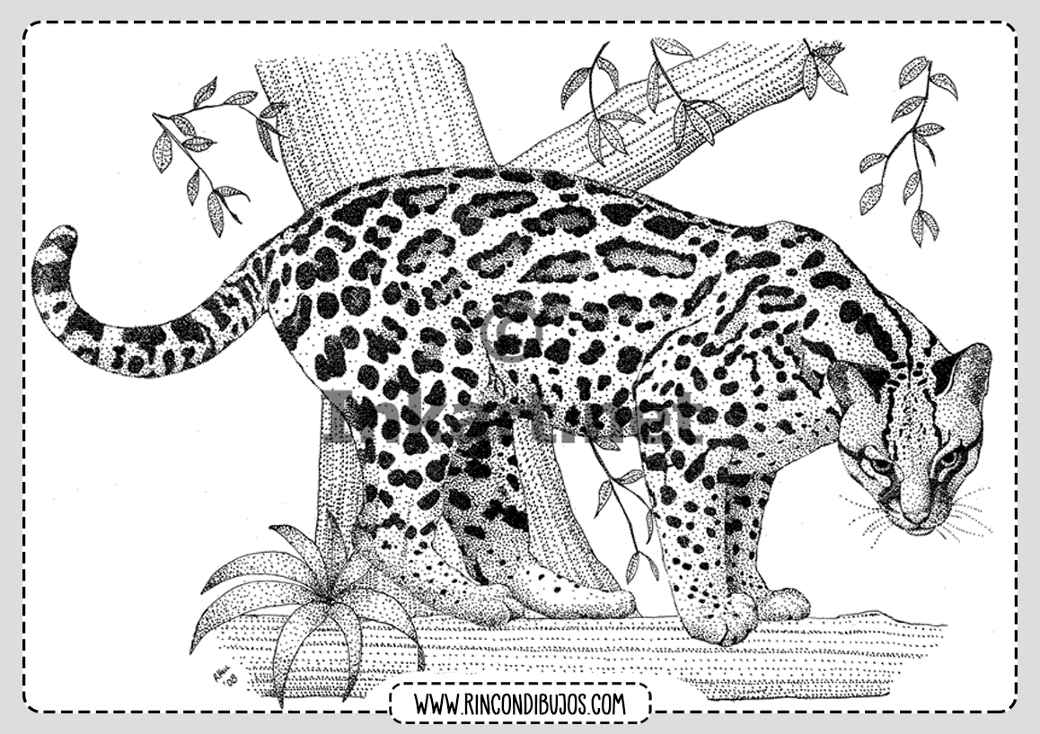 Leopardo Colorear Dibujo