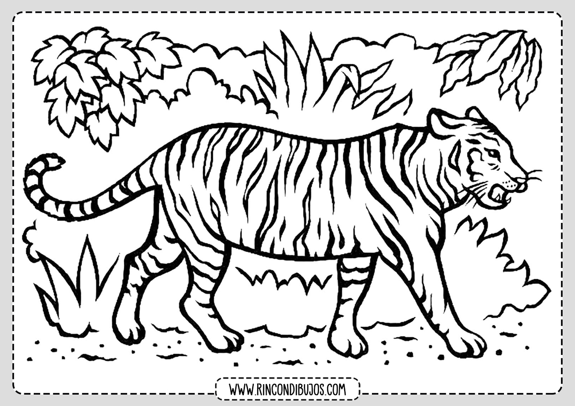 Tigre para colorear Dibujo