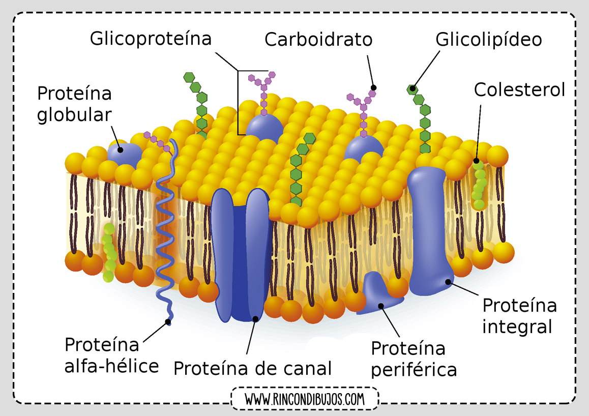 Capa exterior de una Celula