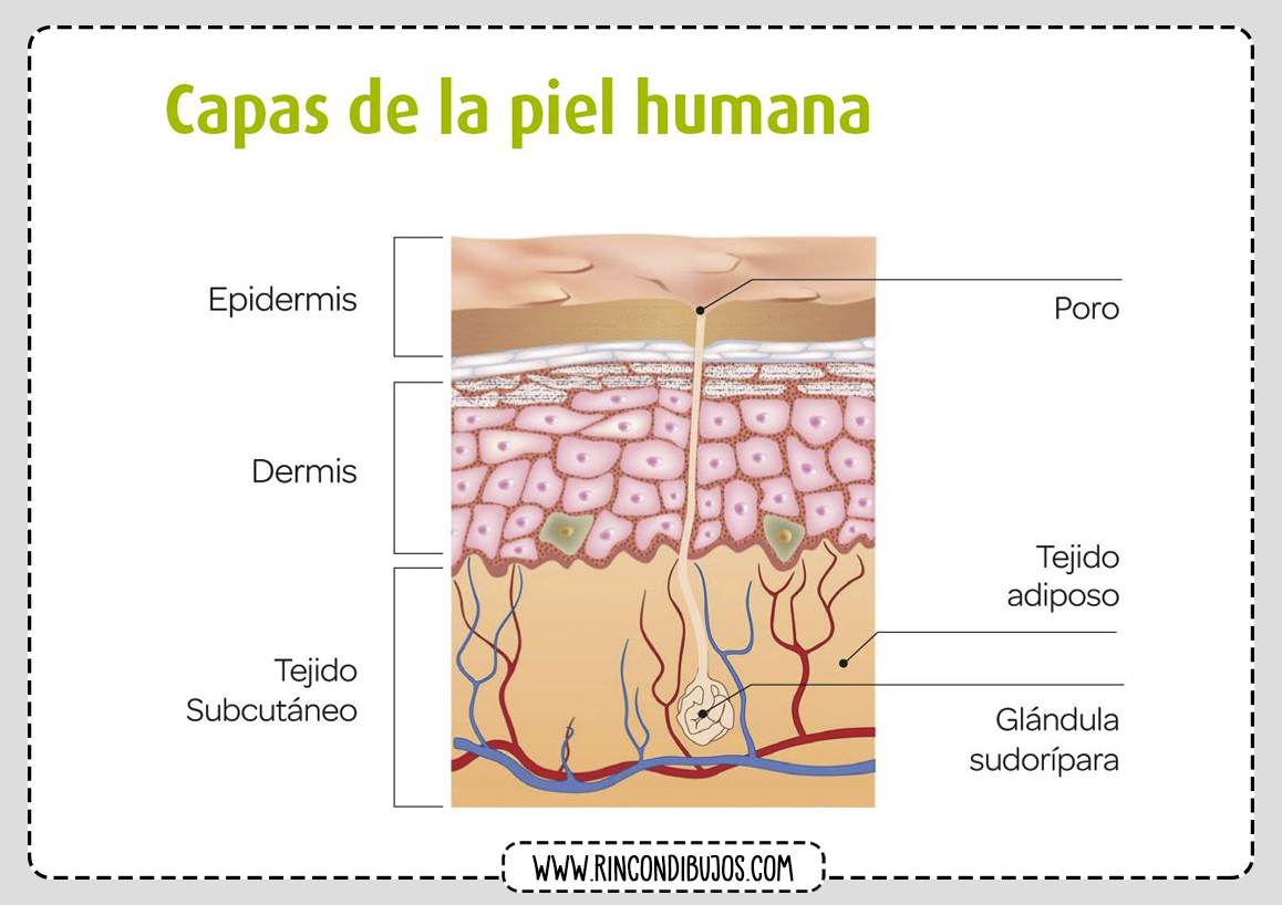 Capas de la piel humana