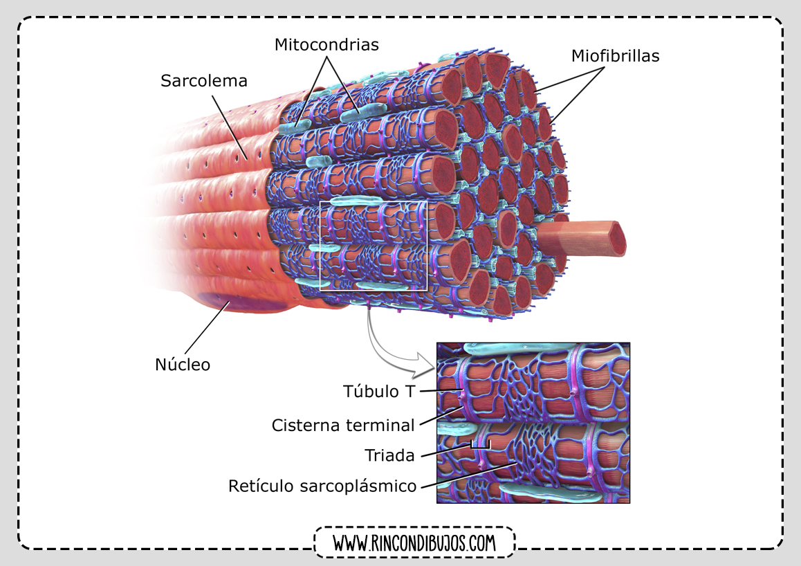 Celula Muscular