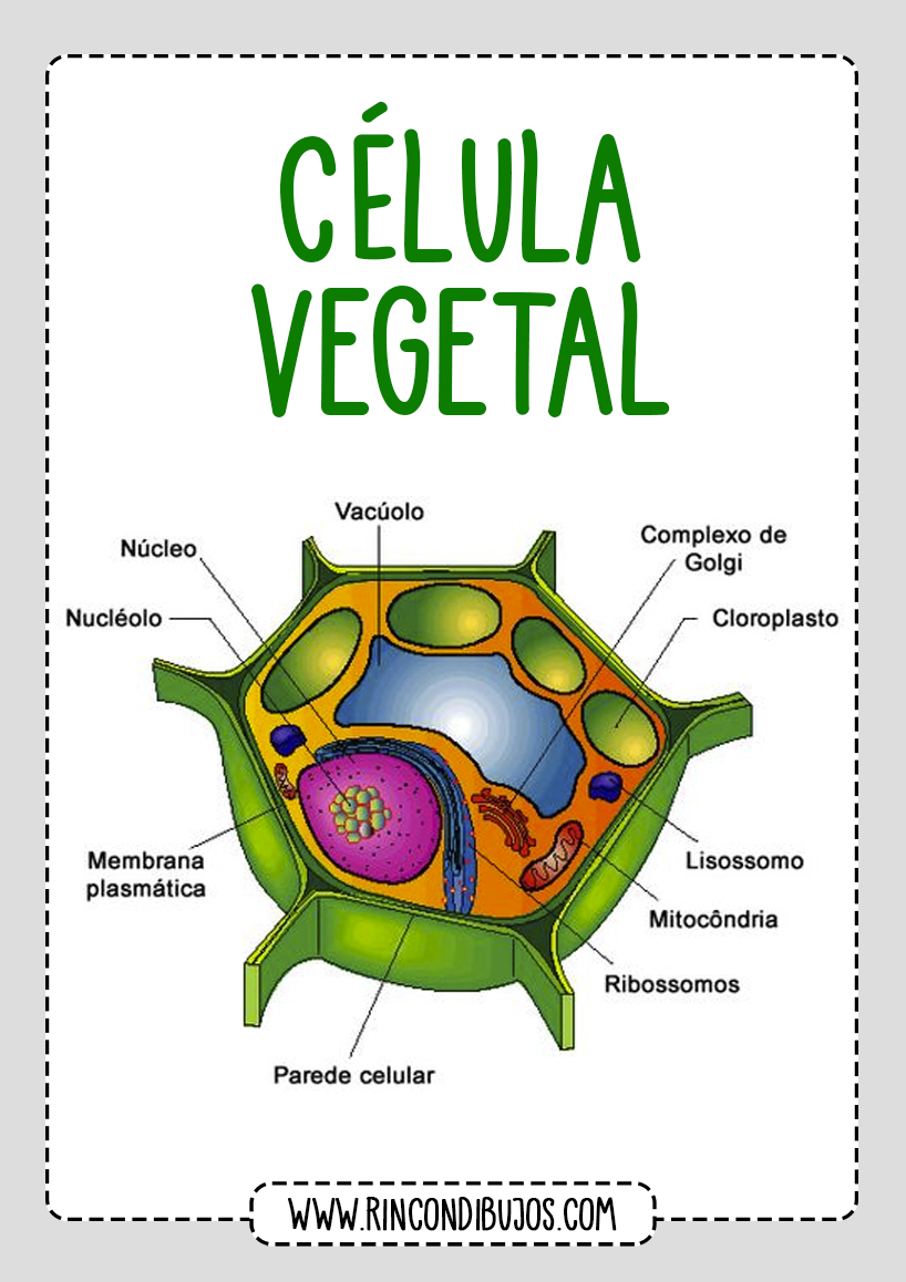Dibujos de la Célula Animal y la Célula Vegetal
