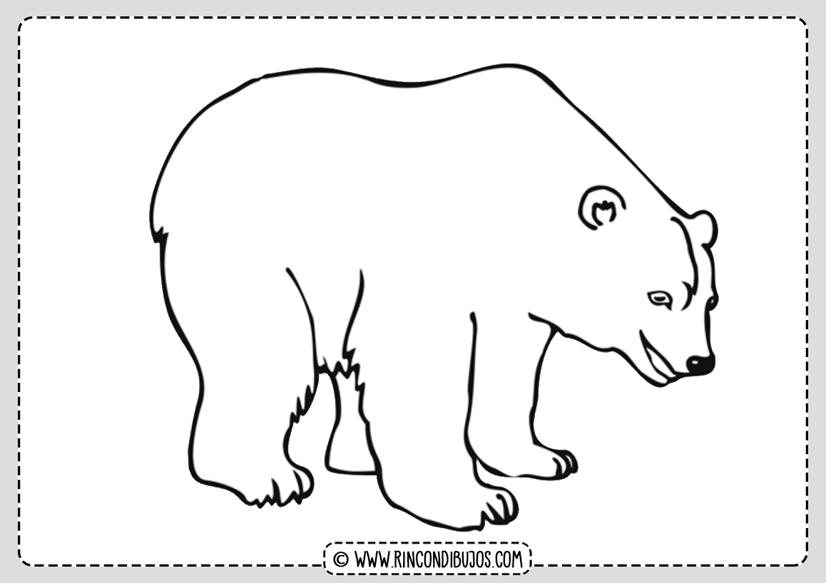 DIbujo Oso Polar para colorear