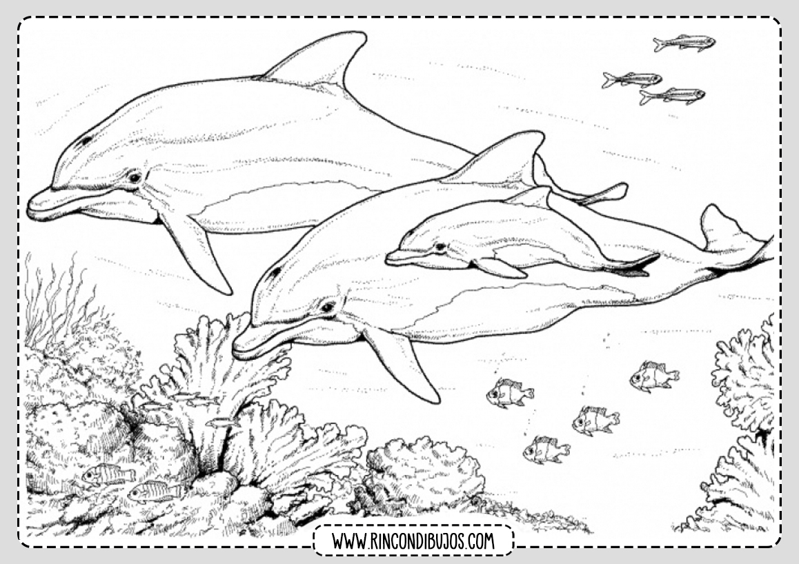 Delfines para colorear