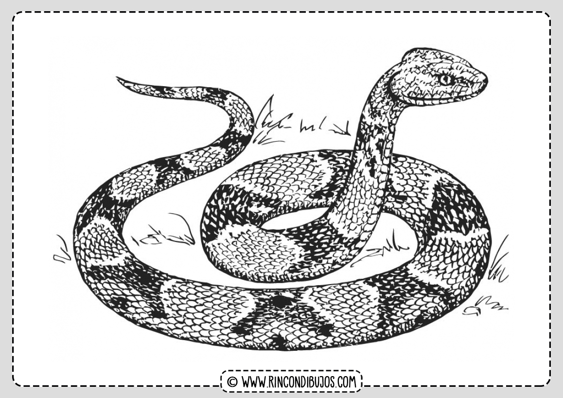 Dibujo Serpiente Salvaje
