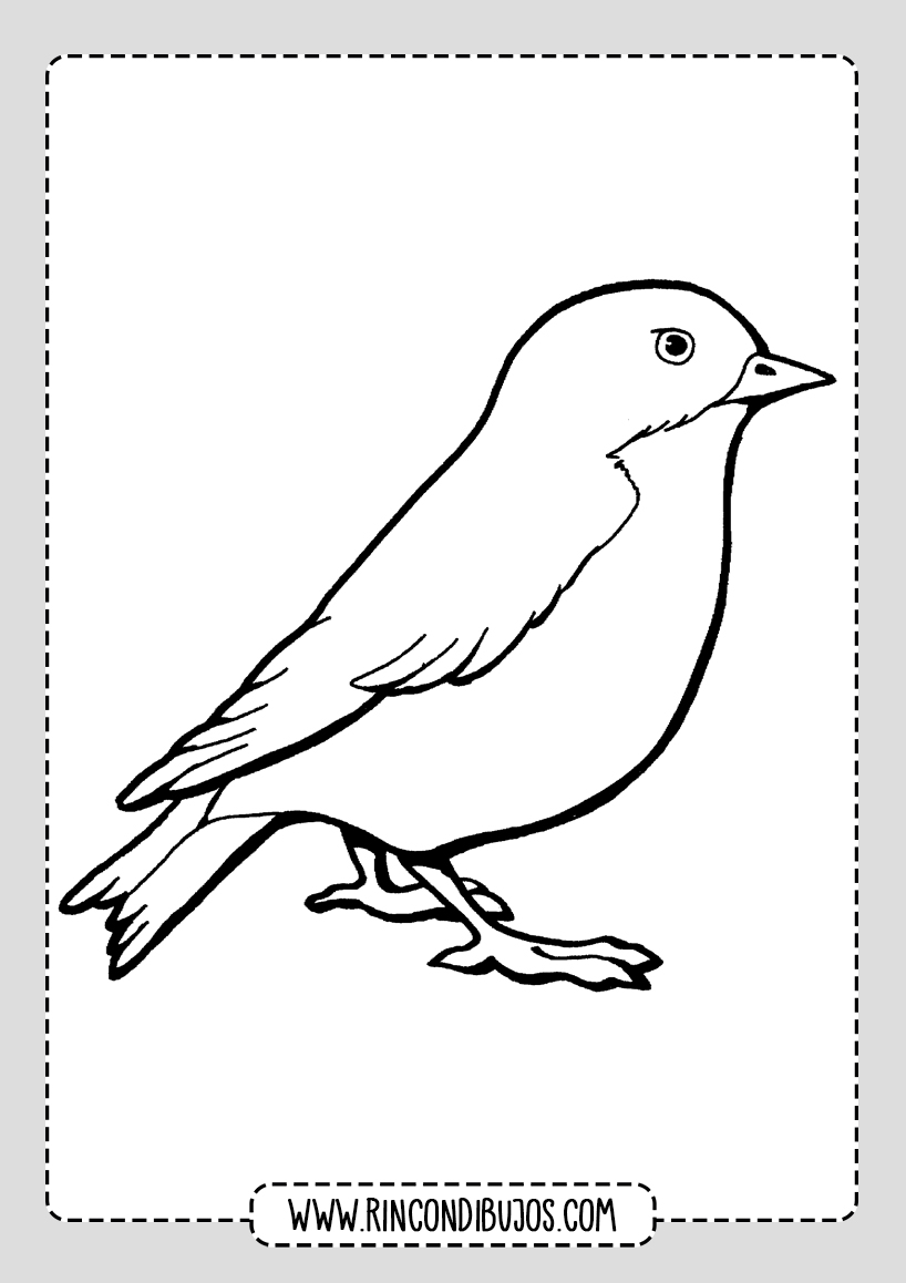 Dibujos de Pájaros para colorear | Imprimir y Colorear