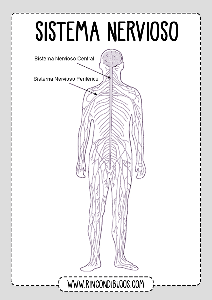 El Sistema Nervioso