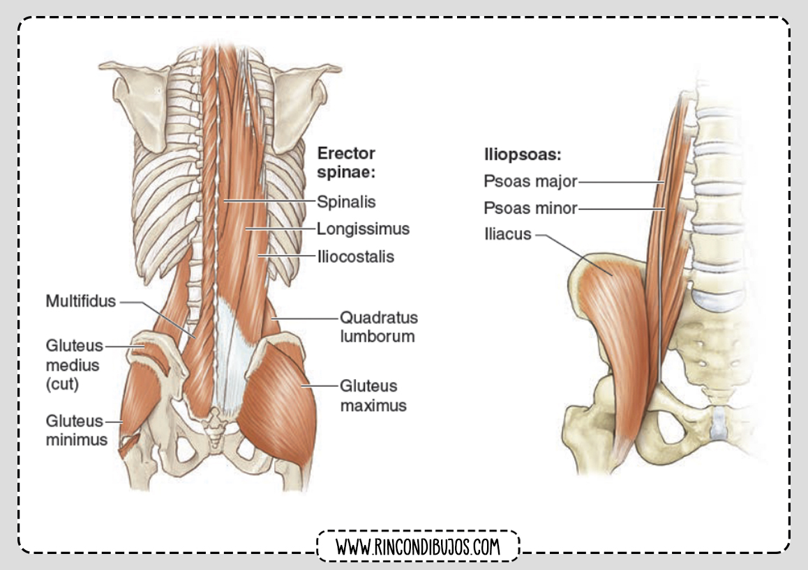 Espalda Humana Musculos