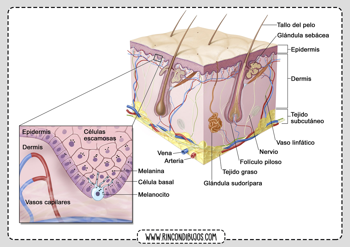 Estructura de la Piel Humana