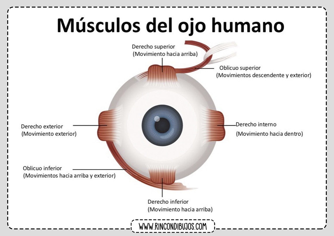 Musculos Ojo Humano