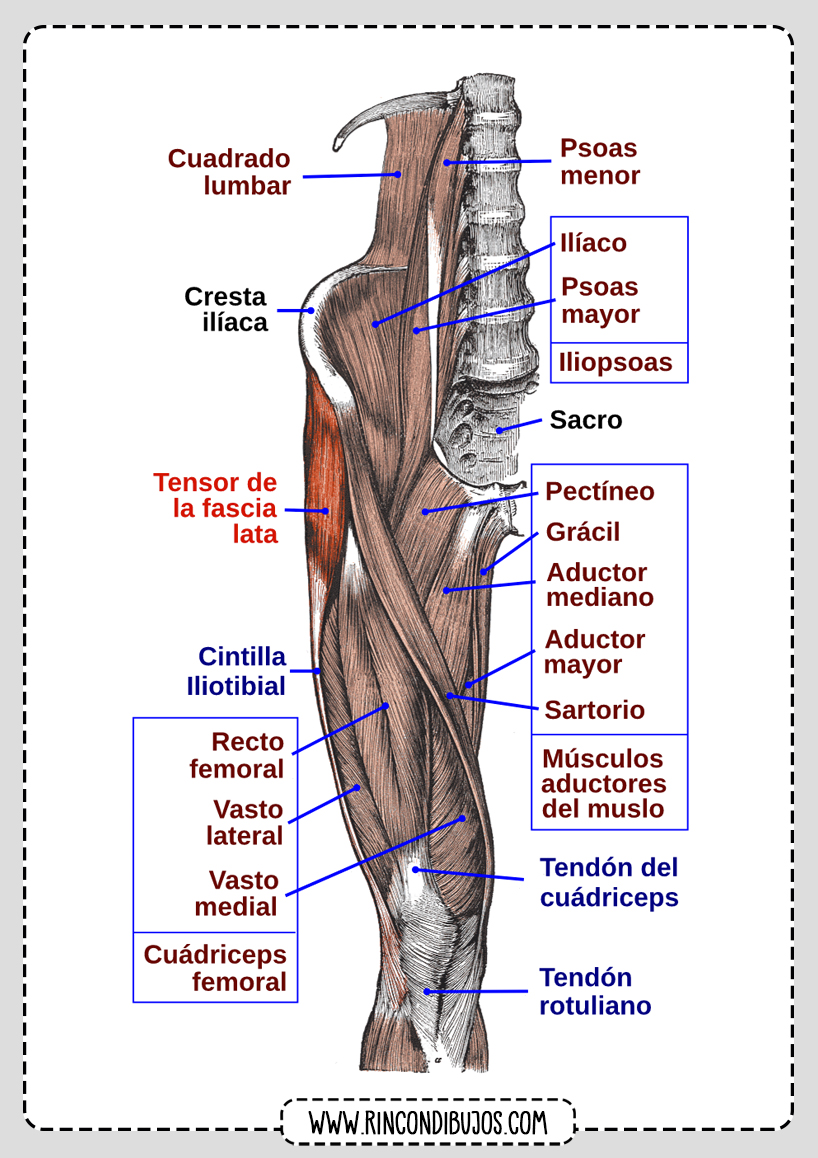 Musculos del Muslo