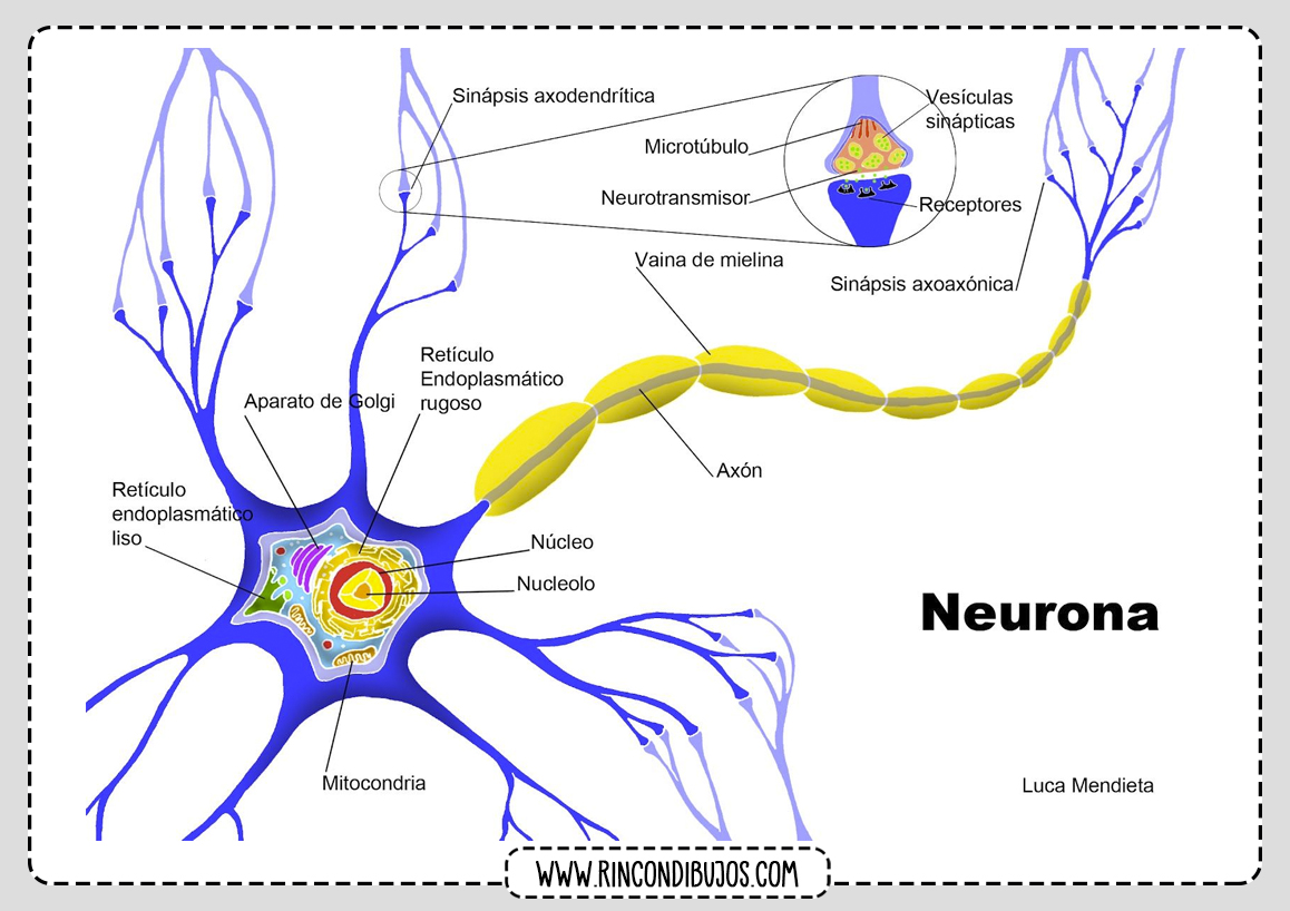 Neurona Partes Celula Nerviosa