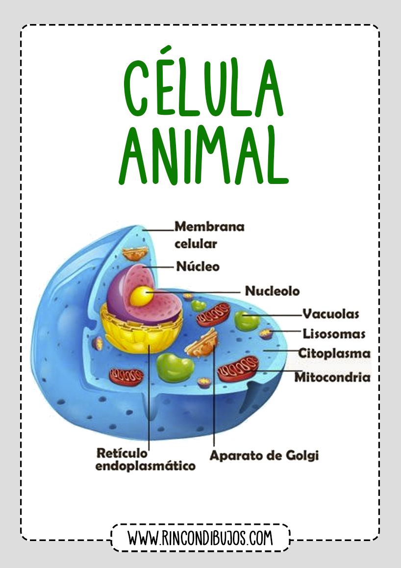 Partes de la Celula Animal Rincon Dibujos