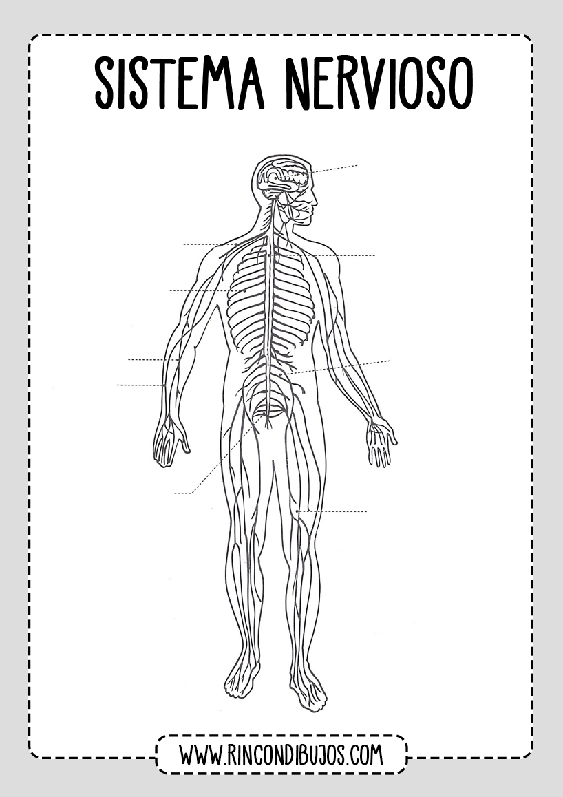 Partes del Sistema Nervioso Para Rellenar