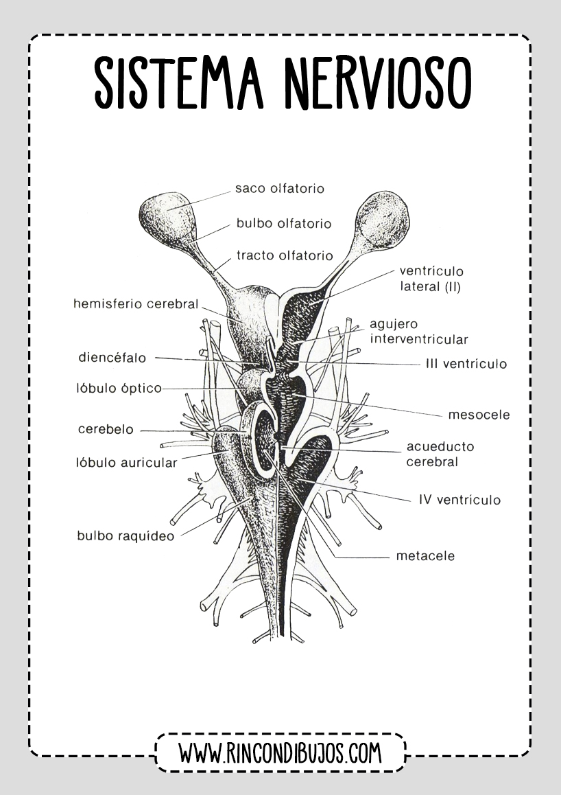 Sistema Nervioso Cerebro Partes