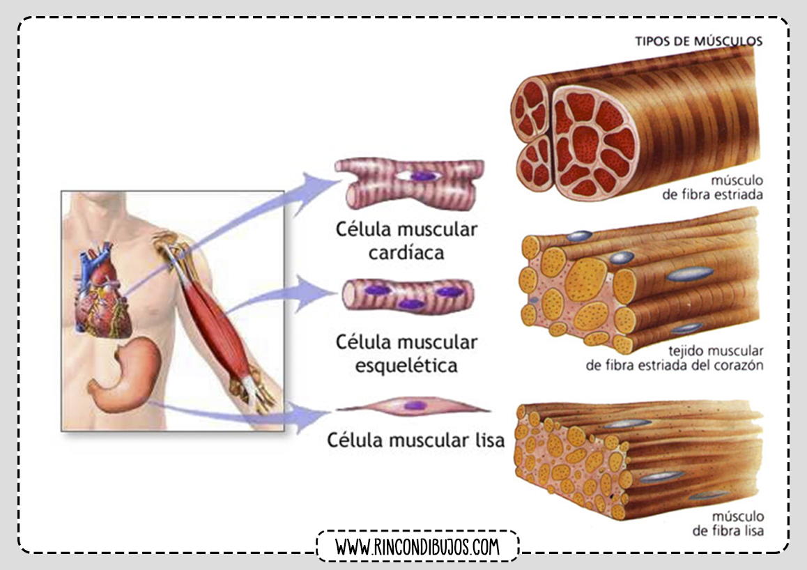 Tejido Muscular Celulas