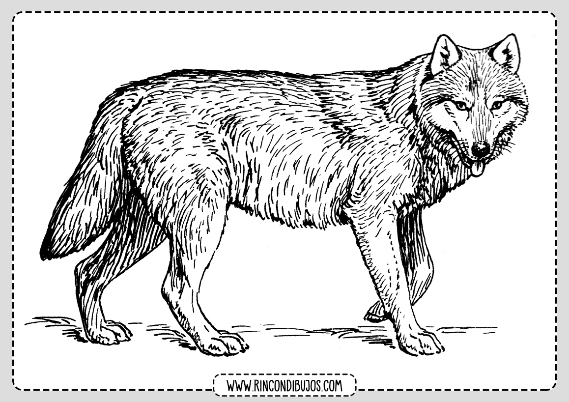 Colorear Dibujos de Lobos