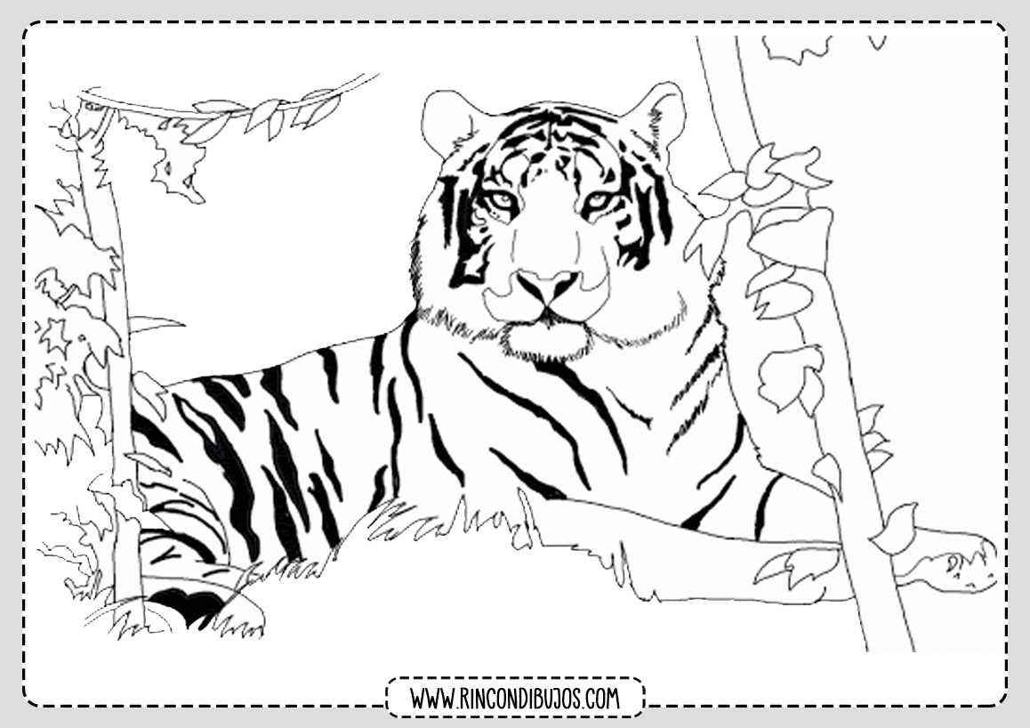 Dibujo Colorear Tigre Pintar