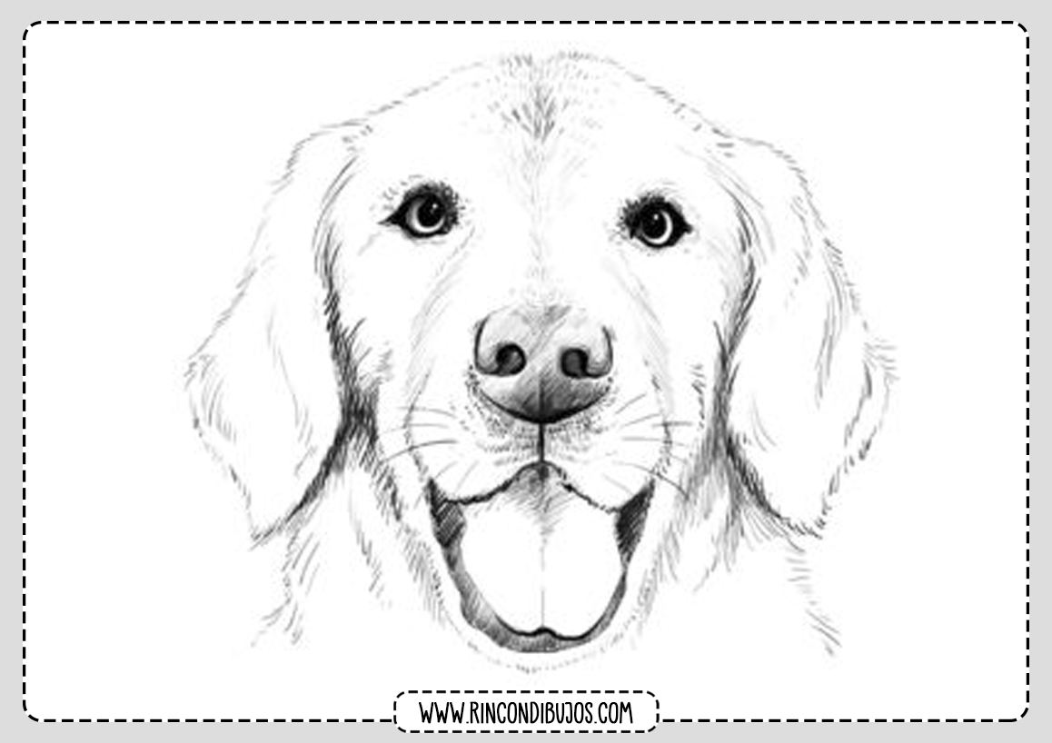 Dibujos de Perros para Colorear | Como dibujar un Perro