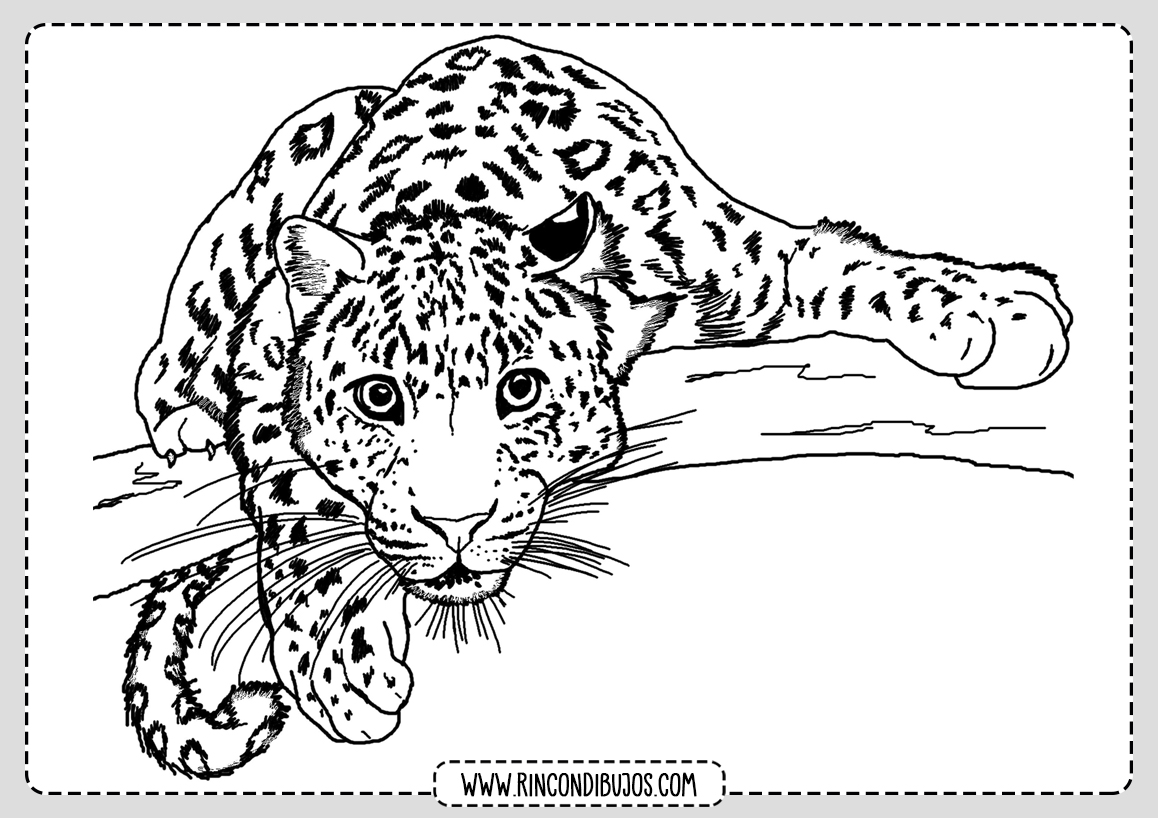 Dibujo de Leopardo Colorear