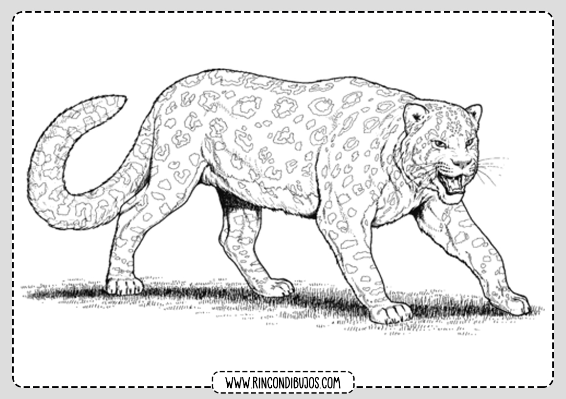 Dibujo de Leopardo para Colorear