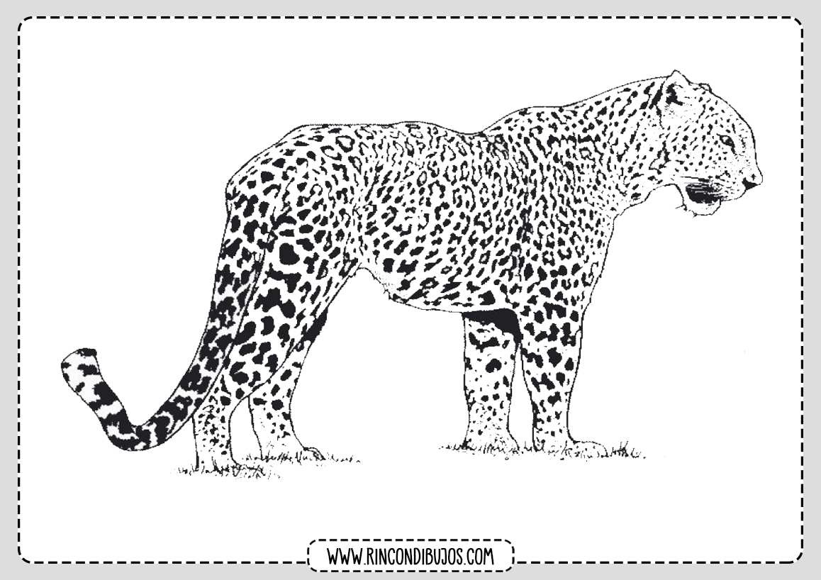Dibujo de Leopardo para Pintar