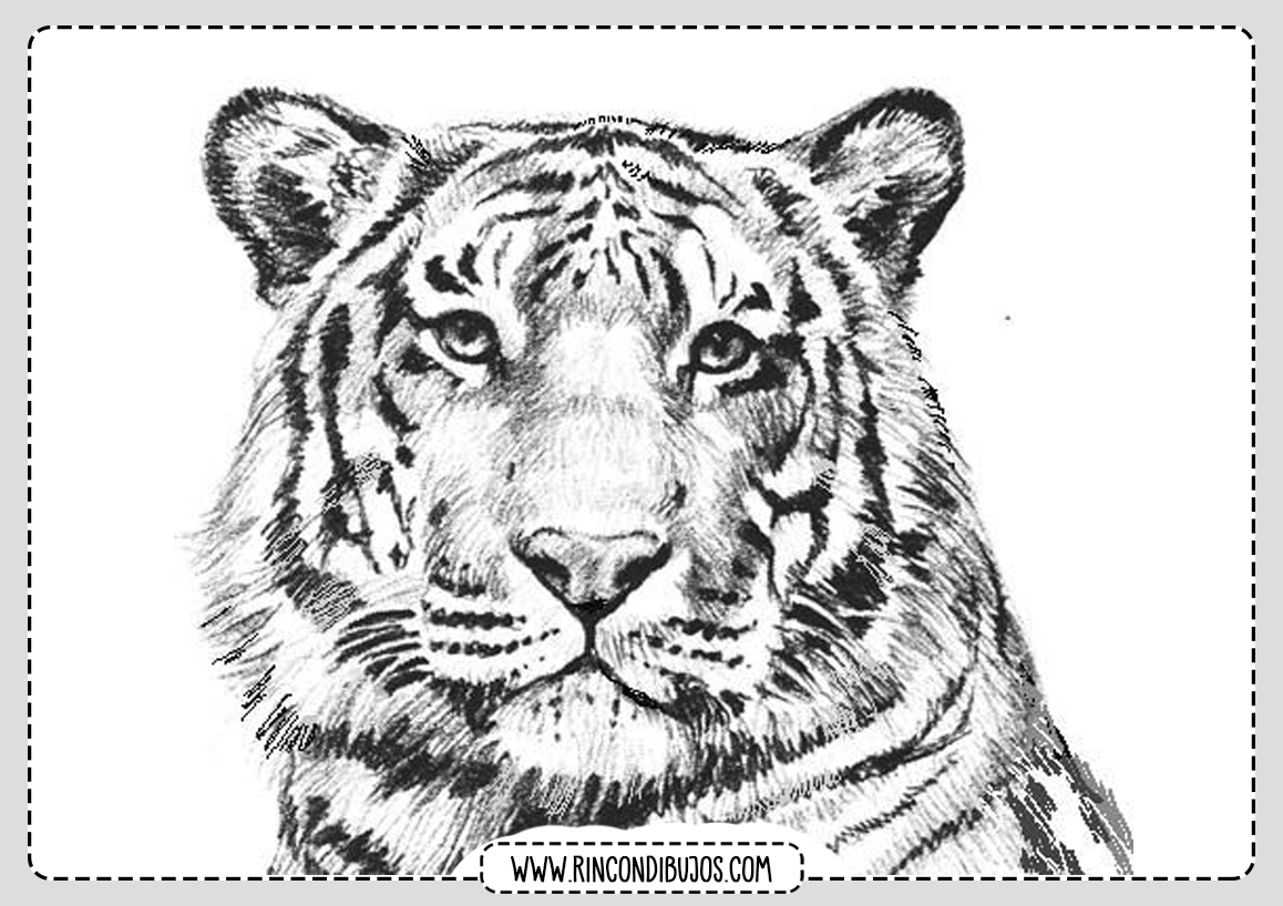 Dibujos de Tigres para colorear | Rincon Dibujos