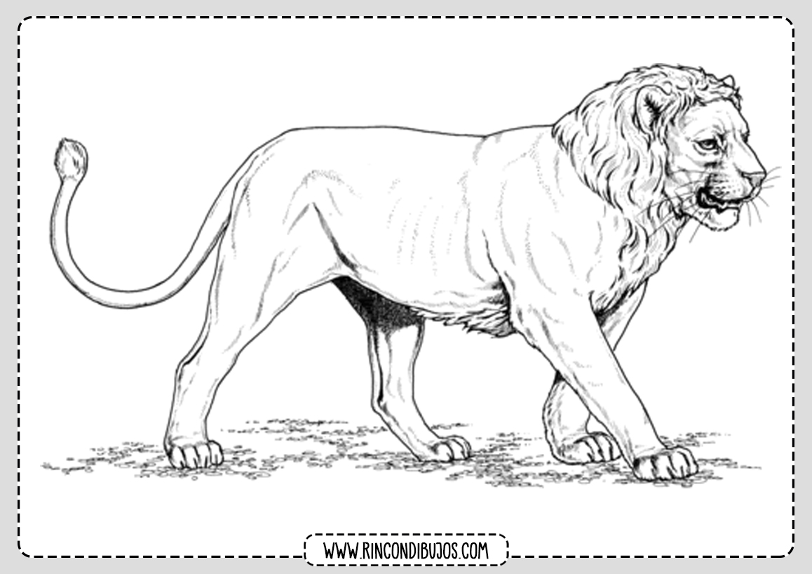 Dibujos de Leones para colorear | Leon y Leona de la sabana