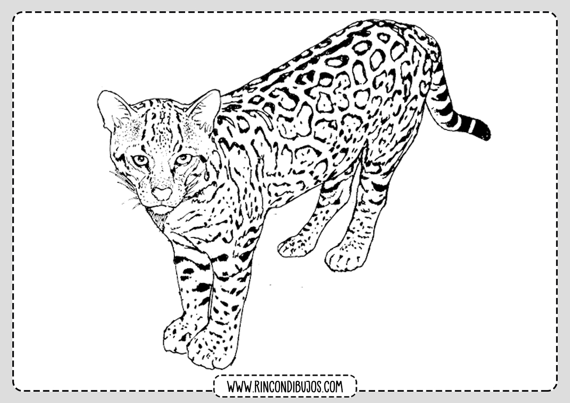 Dibujos de Leopardos Faciles para Colorear