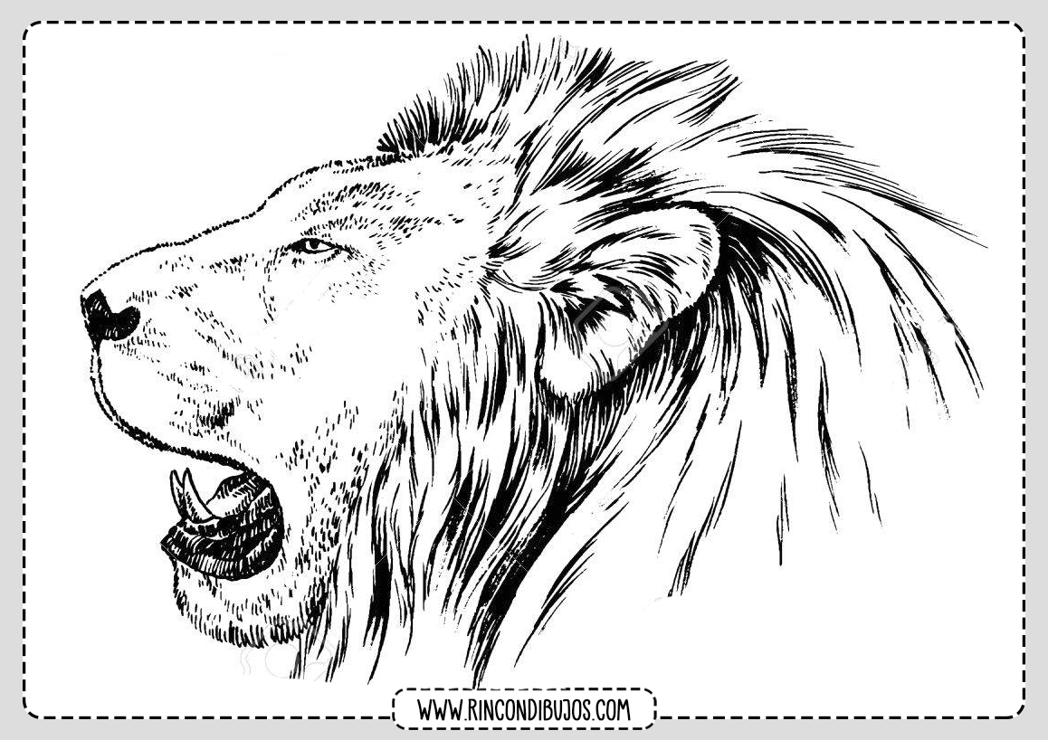 Leones Colorear y Pintar Dibujos