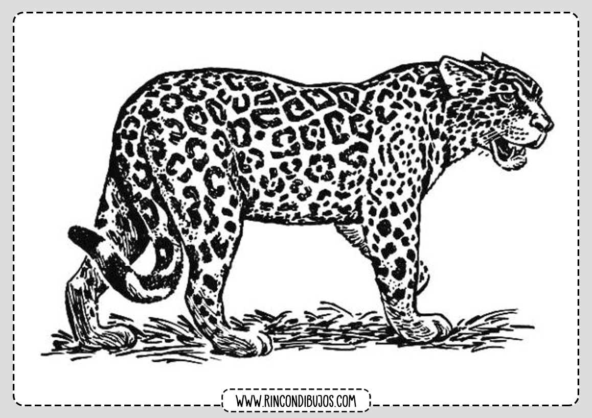 Leopardo Colorear Dibujos