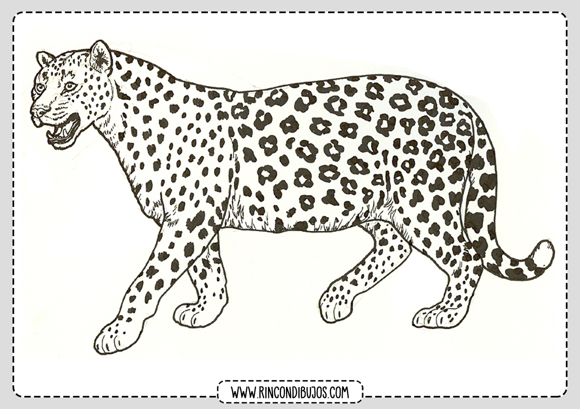 Leopardo para colorear