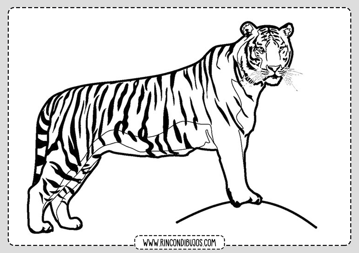 Tigre Selva Dibujo Colorear