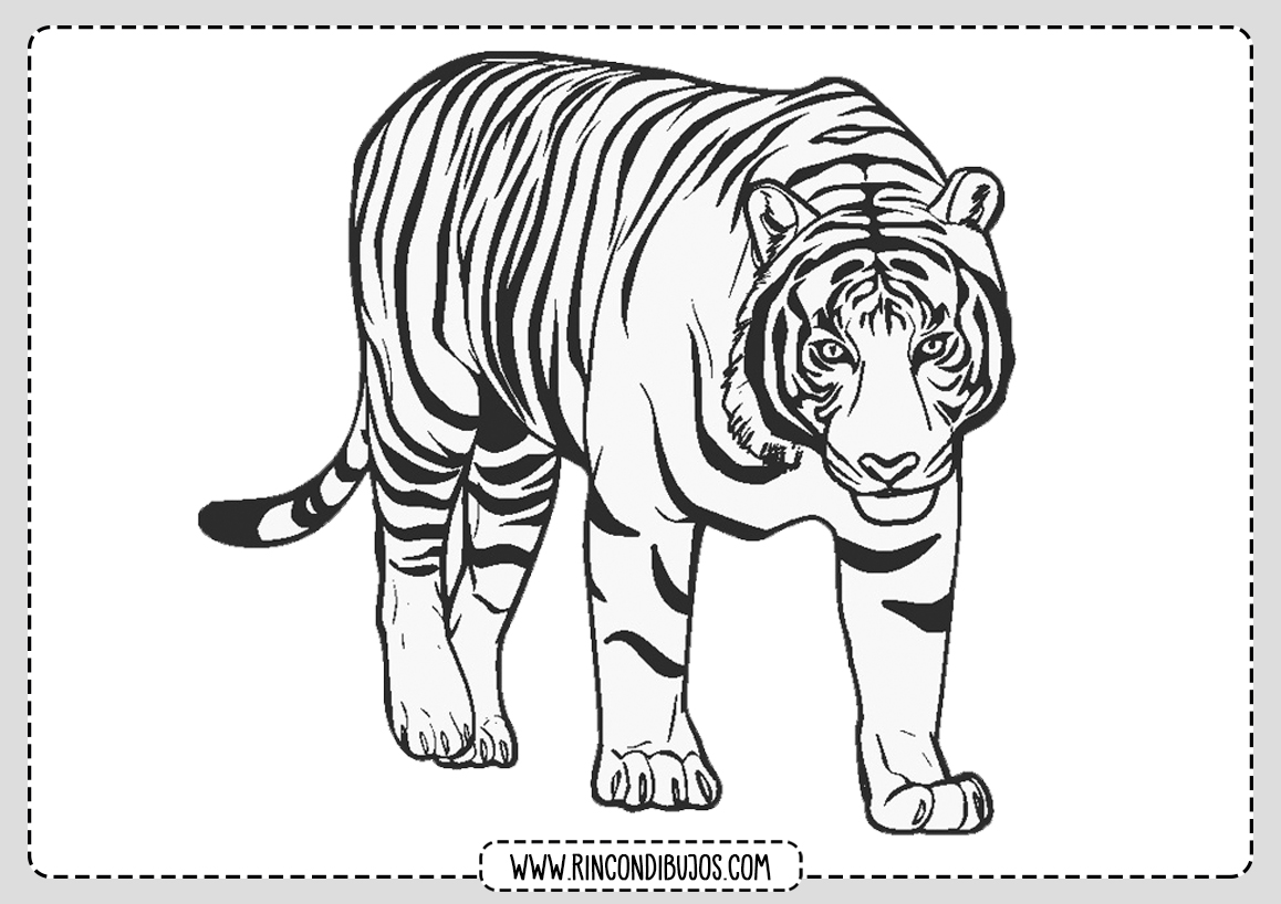 Tigres Dibujo Colorear