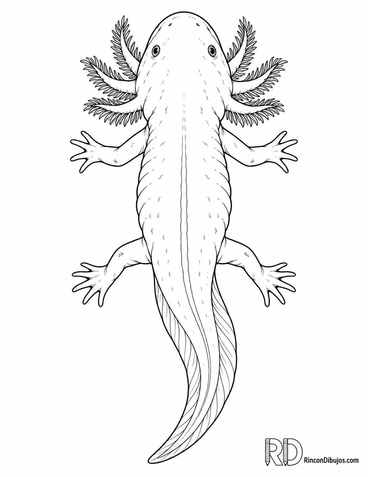 Dibujo de ajolote acuático para colorear Dibujo de ajolote acuático para colorear