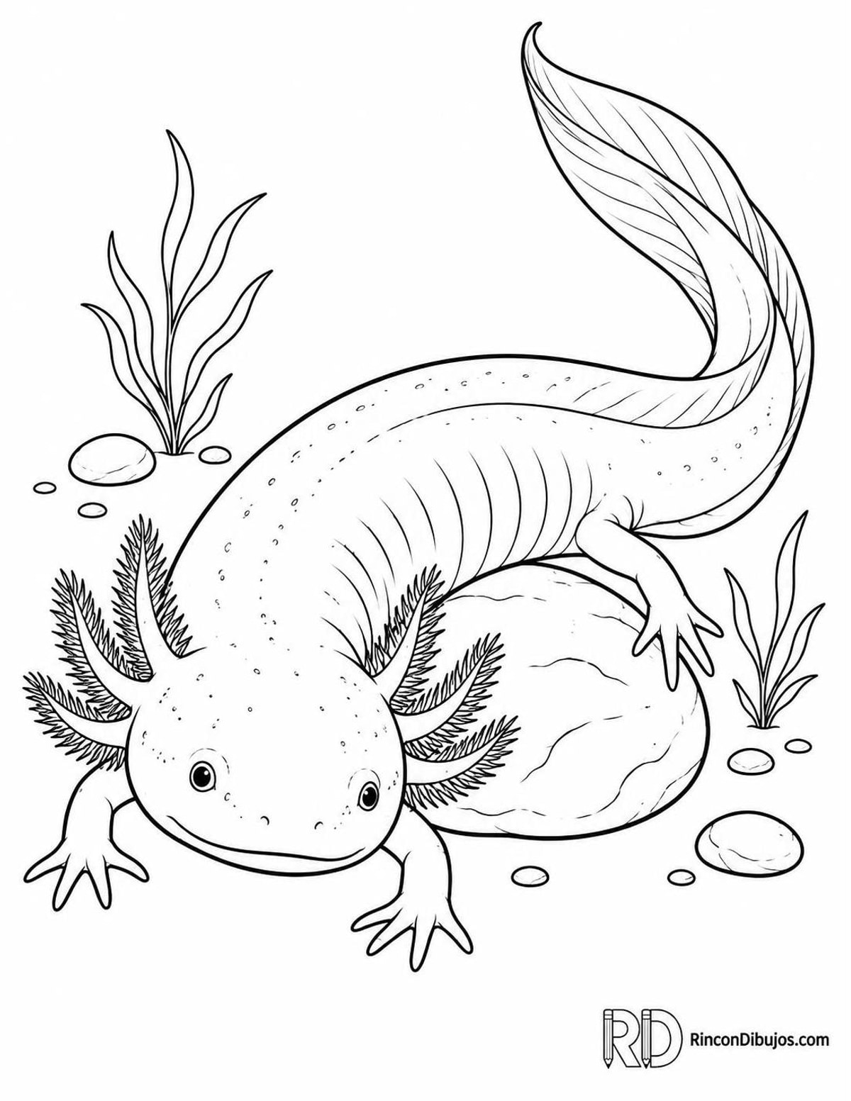 Dibujo de ajolote adulto para colorear Dibujo de ajolote adulto para colorear